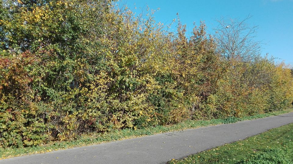 WT Hedge Crane path